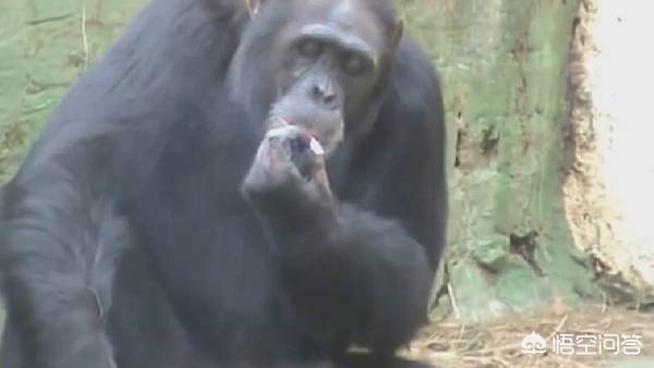 大猩猩抽烟手法娴熟,大猩猩抽烟手法娴熟 大猩猩抽烟手法娴熟,大猩猩抽烟手法娴熟