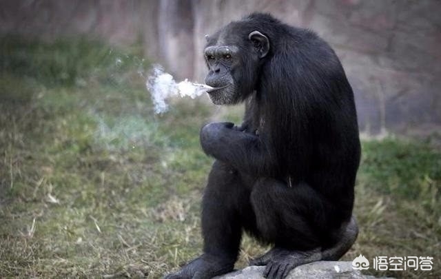 大猩猩抽烟手法娴熟,大猩猩抽烟手法娴熟 大猩猩抽烟手法娴熟,大猩猩抽烟手法娴熟