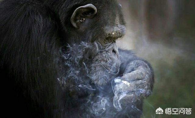 大猩猩抽烟手法娴熟,大猩猩抽烟手法娴熟 大猩猩抽烟手法娴熟,大猩猩抽烟手法娴熟