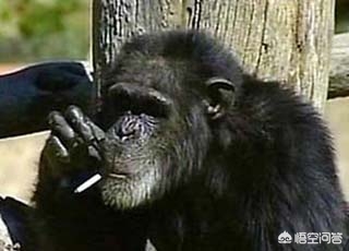 大猩猩抽烟手法娴熟,大猩猩抽烟手法娴熟 大猩猩抽烟手法娴熟,大猩猩抽烟手法娴熟