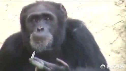 大猩猩抽烟手法娴熟,大猩猩抽烟手法娴熟 大猩猩抽烟手法娴熟,大猩猩抽烟手法娴熟