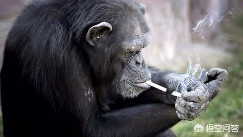 大猩猩抽烟手法娴熟,大猩猩抽烟手法娴熟 大猩猩抽烟手法娴熟,大猩猩抽烟手法娴熟