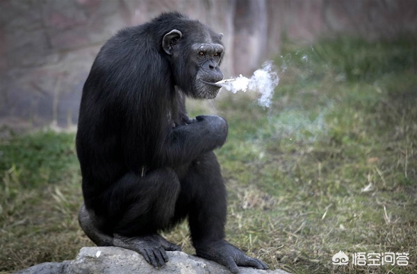 大猩猩抽烟手法娴熟,大猩猩抽烟手法娴熟 大猩猩抽烟手法娴熟,大猩猩抽烟手法娴熟