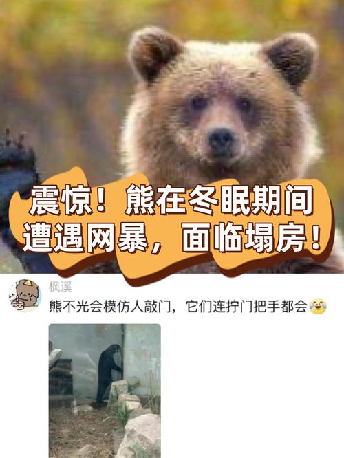 日本熊可能不会冬眠，日本熊可能不会冬眠吗为什么