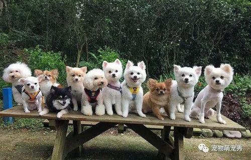 日本100只狗葬身火海，日本100只狗葬身火海的电影