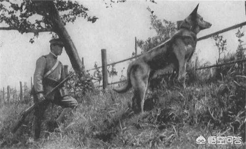 日本100只狗葬身火海,日本100只狗葬身火海的电影 日本100只狗葬身火海,日本100只狗葬身火海的电影