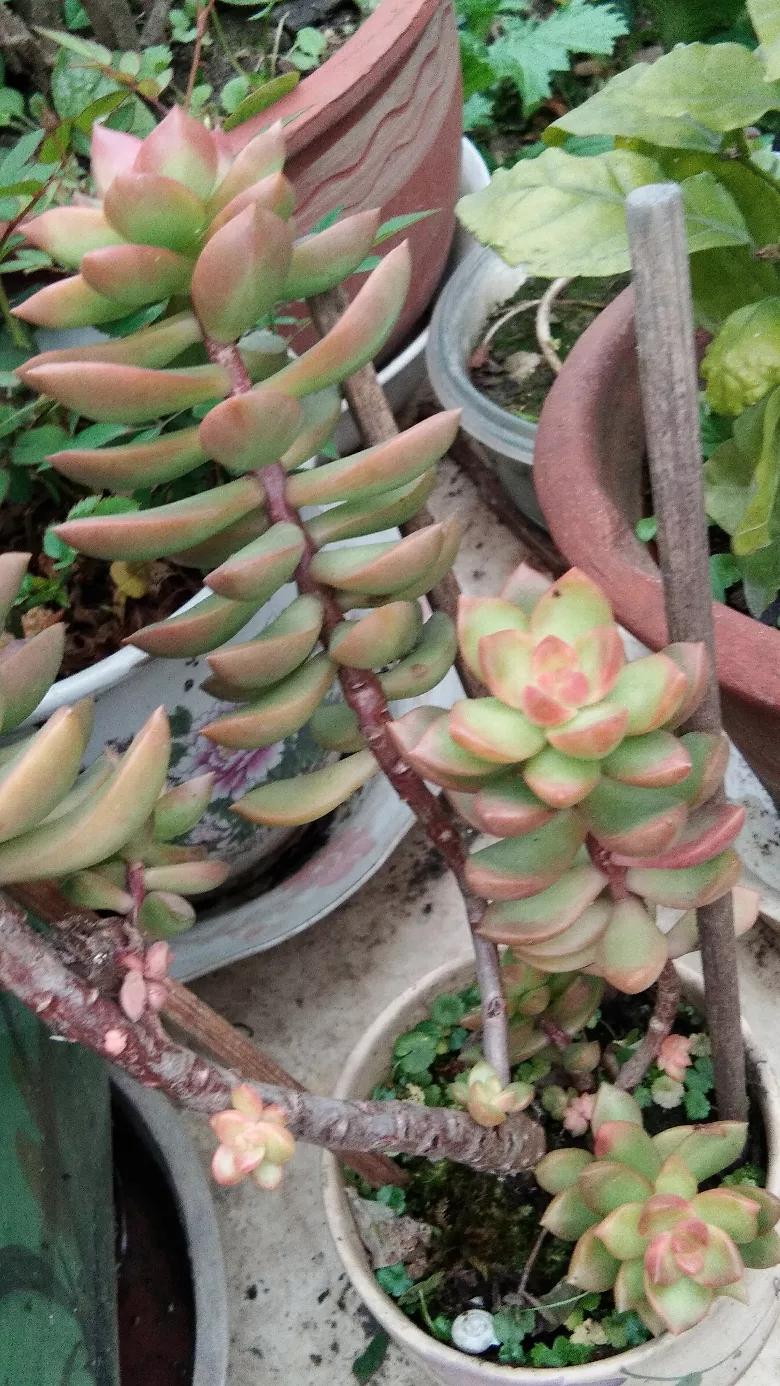 吃菌中毒3死2伤,吃菌中毒死亡 吃菌中毒3死2伤,吃菌中毒死亡