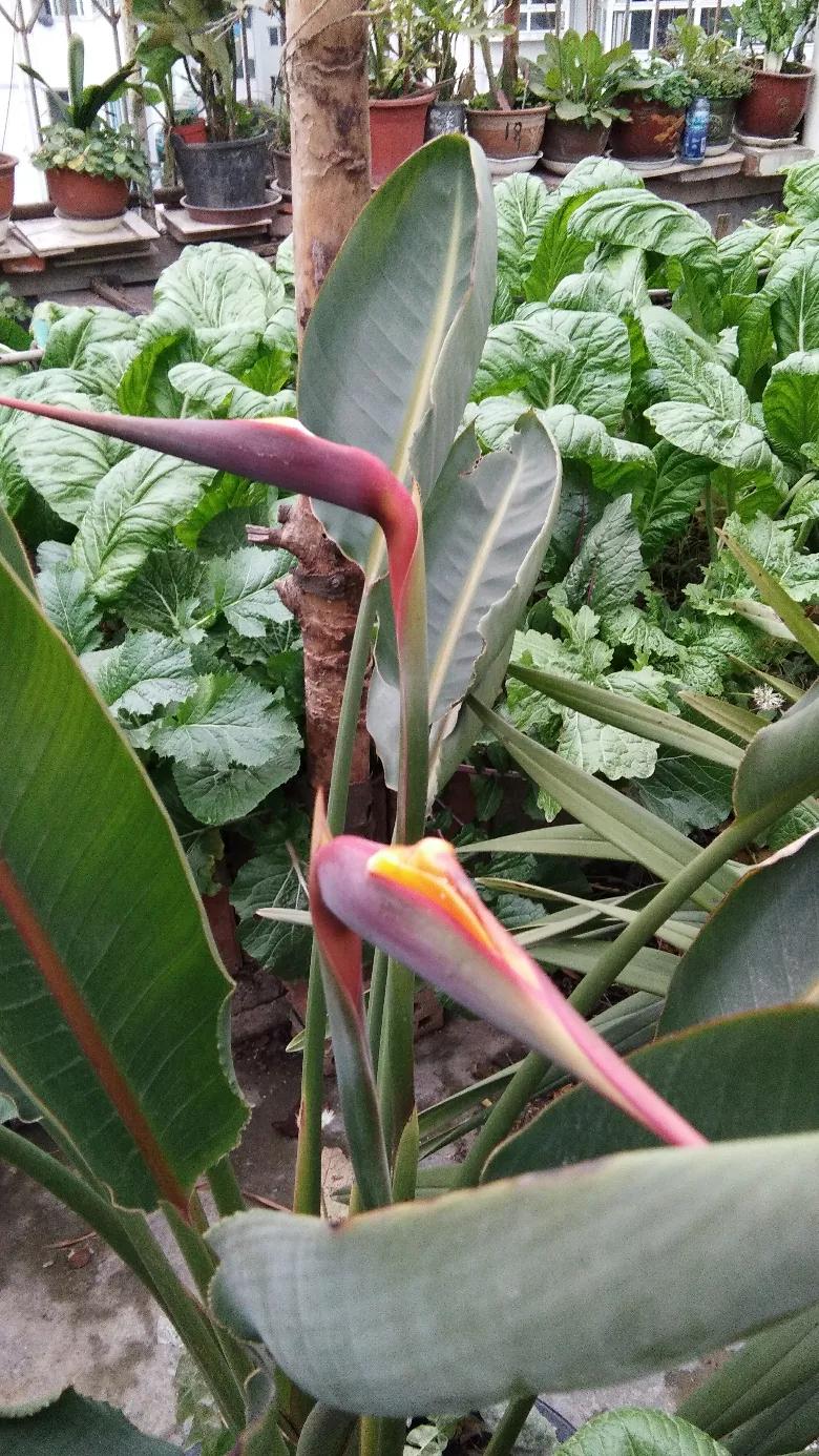 吃菌中毒3死2伤,吃菌中毒死亡 吃菌中毒3死2伤,吃菌中毒死亡