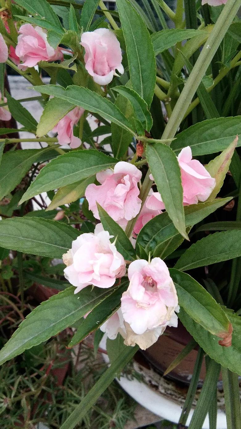 吃菌中毒3死2伤,吃菌中毒死亡 吃菌中毒3死2伤,吃菌中毒死亡