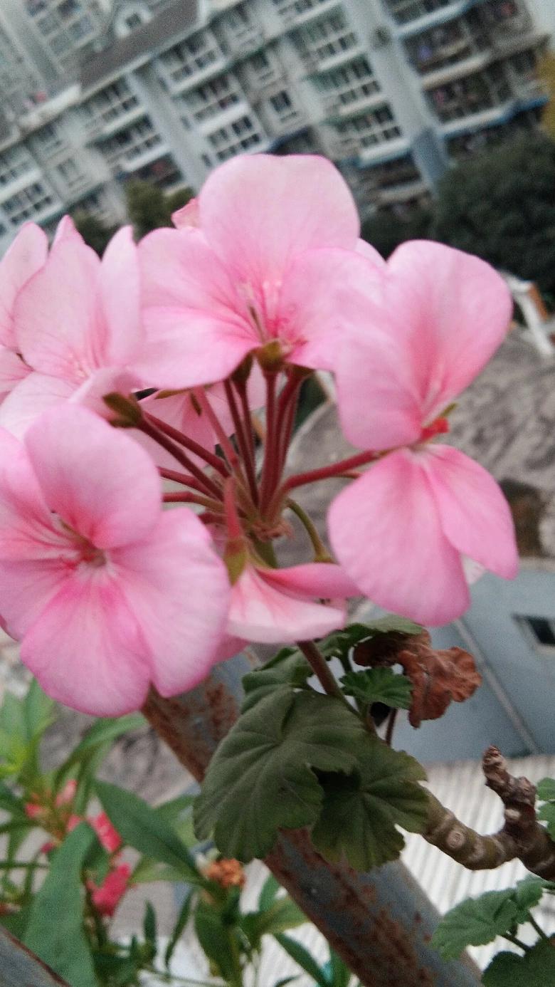 吃菌中毒3死2伤,吃菌中毒死亡 吃菌中毒3死2伤,吃菌中毒死亡