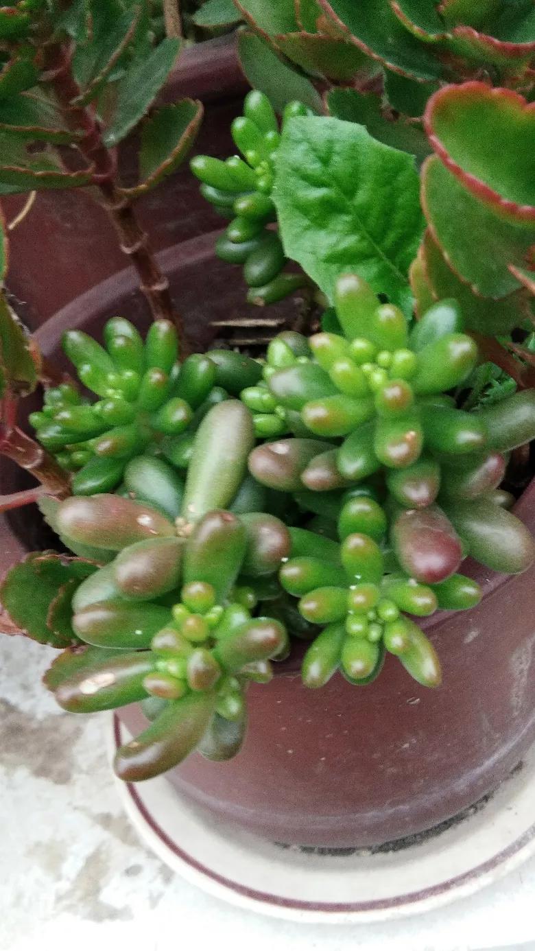 吃菌中毒3死2伤,吃菌中毒死亡 吃菌中毒3死2伤,吃菌中毒死亡