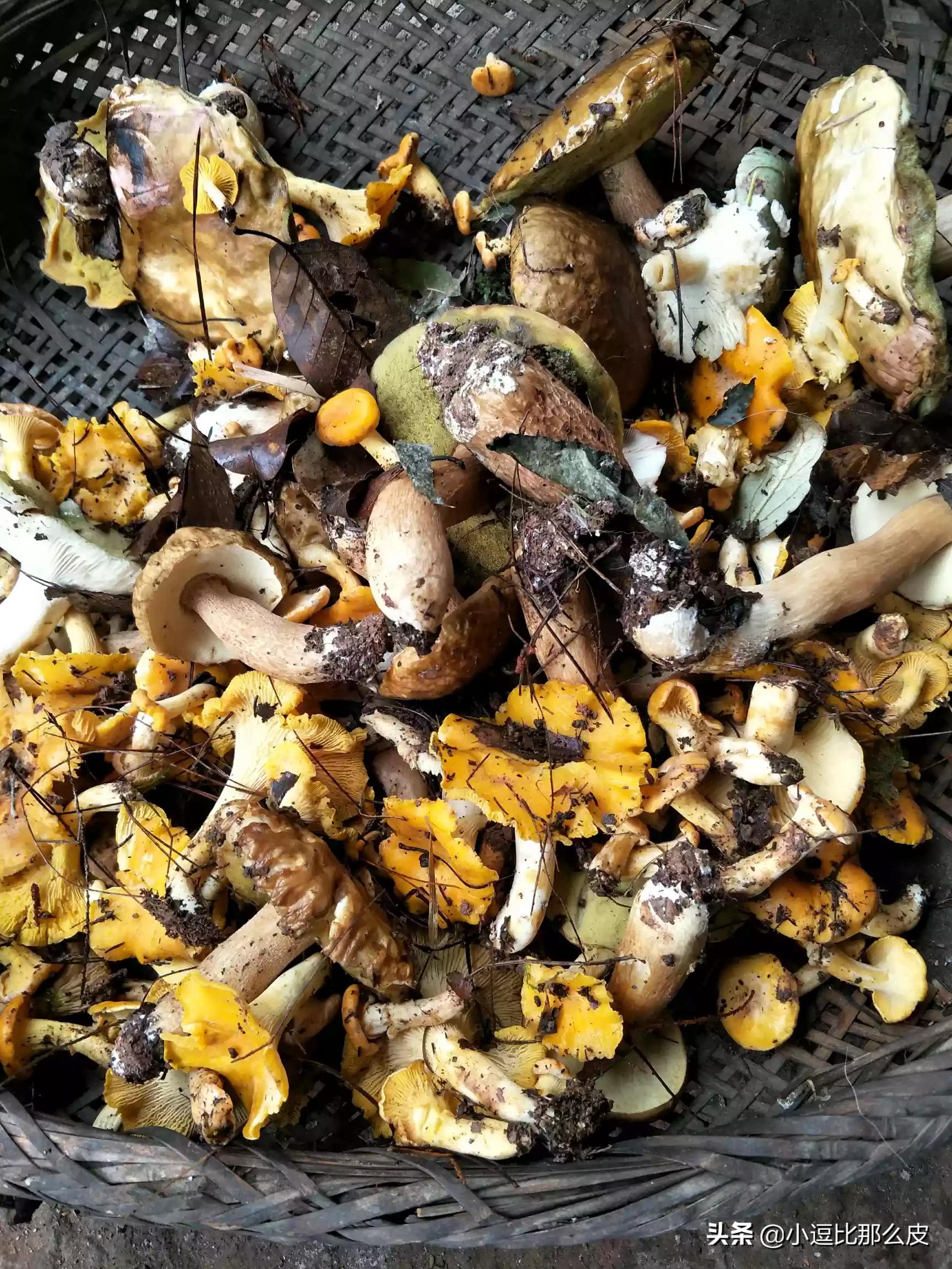 吃菌中毒3死2伤,吃菌中毒死亡 吃菌中毒3死2伤,吃菌中毒死亡