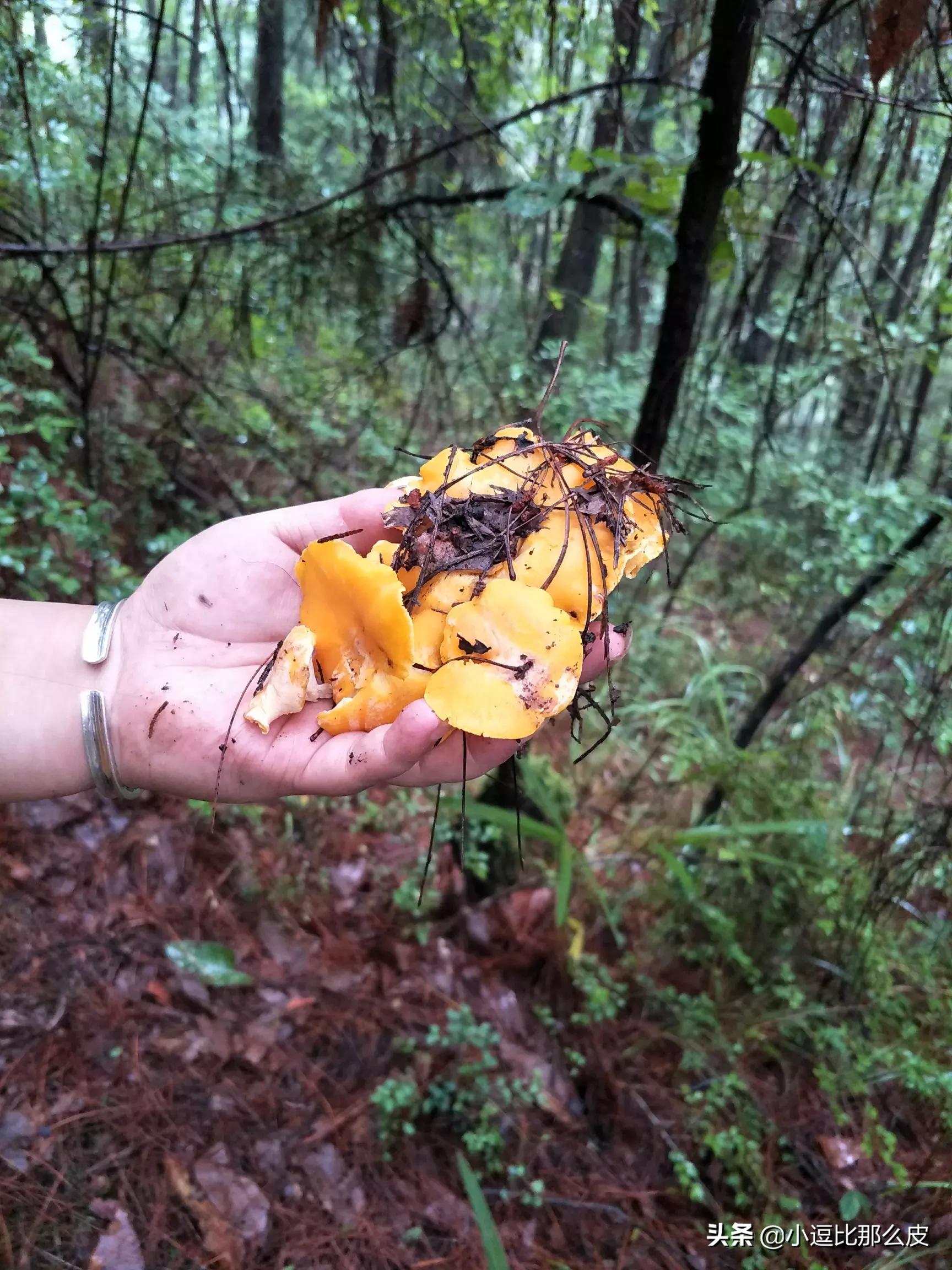 吃菌中毒3死2伤,吃菌中毒死亡 吃菌中毒3死2伤,吃菌中毒死亡