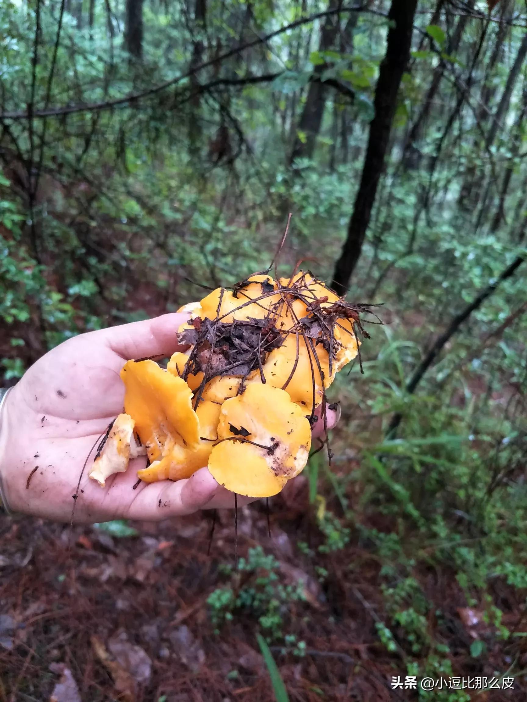 吃菌中毒3死2伤,吃菌中毒死亡 吃菌中毒3死2伤,吃菌中毒死亡