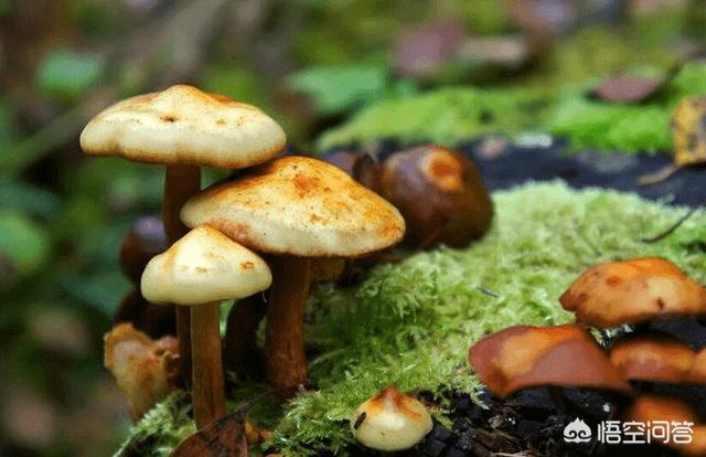 吃菌中毒3死2伤,吃菌中毒死亡 吃菌中毒3死2伤,吃菌中毒死亡