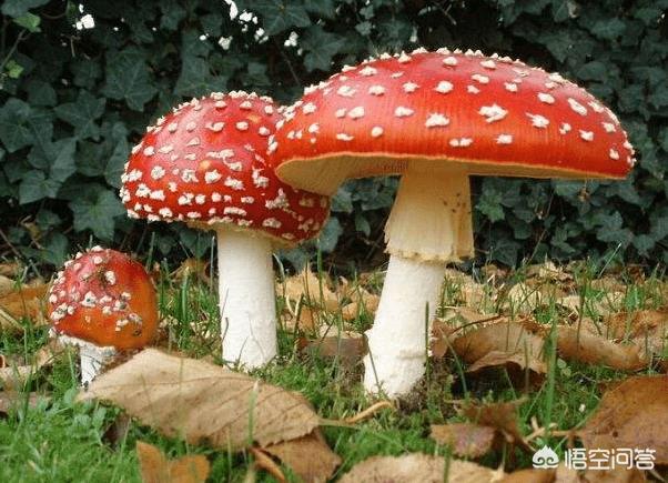 吃菌中毒3死2伤,吃菌中毒死亡 吃菌中毒3死2伤,吃菌中毒死亡