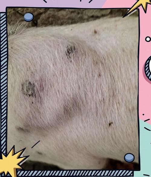 韩国1年6次非洲猪瘟，韩国1年6次非洲猪瘟事件