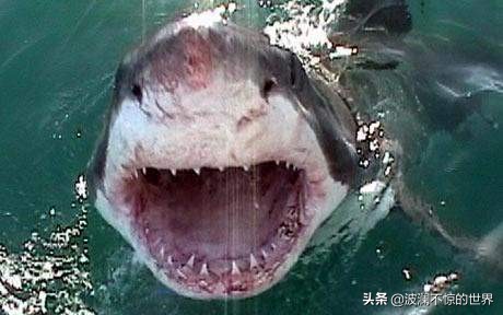 生理期潜水被鲨鱼咬,女子生理期潜水被鲨鱼咬 生理期潜水被鲨鱼咬,女子生理期潜水被鲨鱼咬