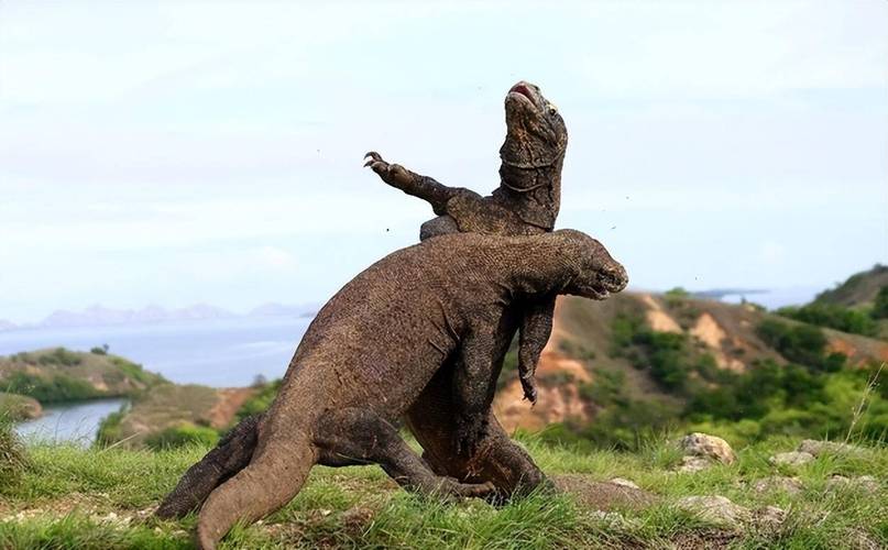 泰国弃婴遭巨蜥啃食，泰国弃婴遭巨蜥啃食视频