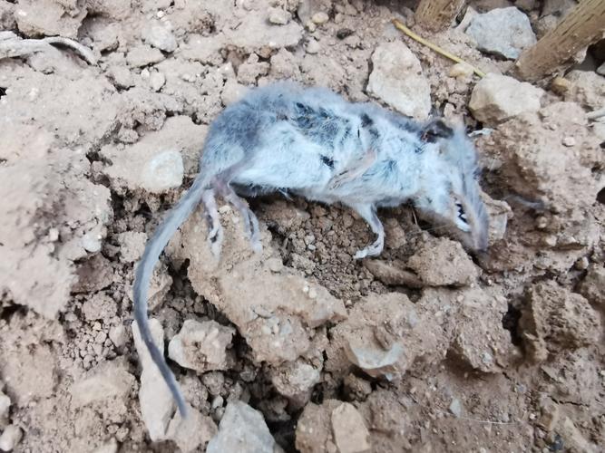 辣椒面疑现鼠头异物，辣椒面疑现鼠头异物怎么办