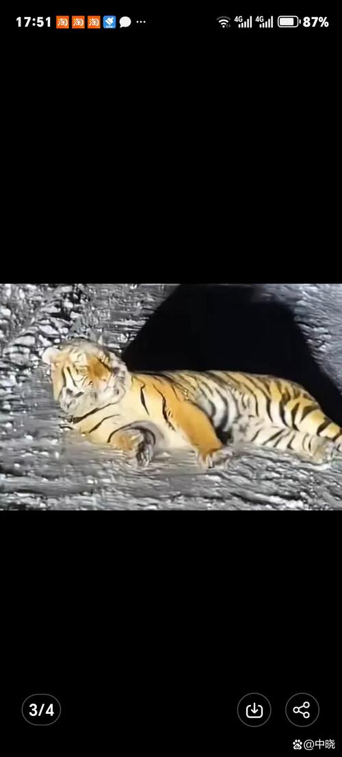 动物园自驾被老虎追，自驾游动物园车被老虎咬了