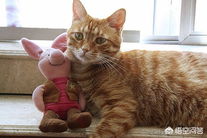 老师当学生面踩死猫,老师踩学生脸 老师当学生面踩死猫,老师踩学生脸