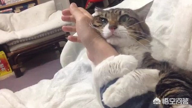 老师当学生面踩死猫,老师踩学生脸 老师当学生面踩死猫,老师踩学生脸