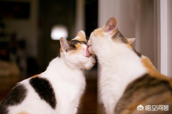老师当学生面踩死猫,老师踩学生脸 老师当学生面踩死猫,老师踩学生脸