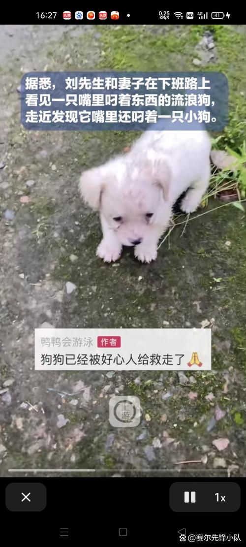 流浪狗基地现狗吃狗，流浪狗吃小狗