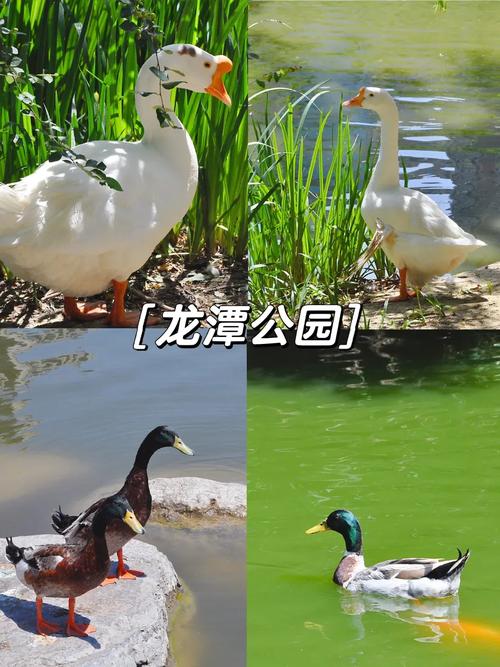 山西出现熊猫鸭，山西出现熊猫鸭的地方