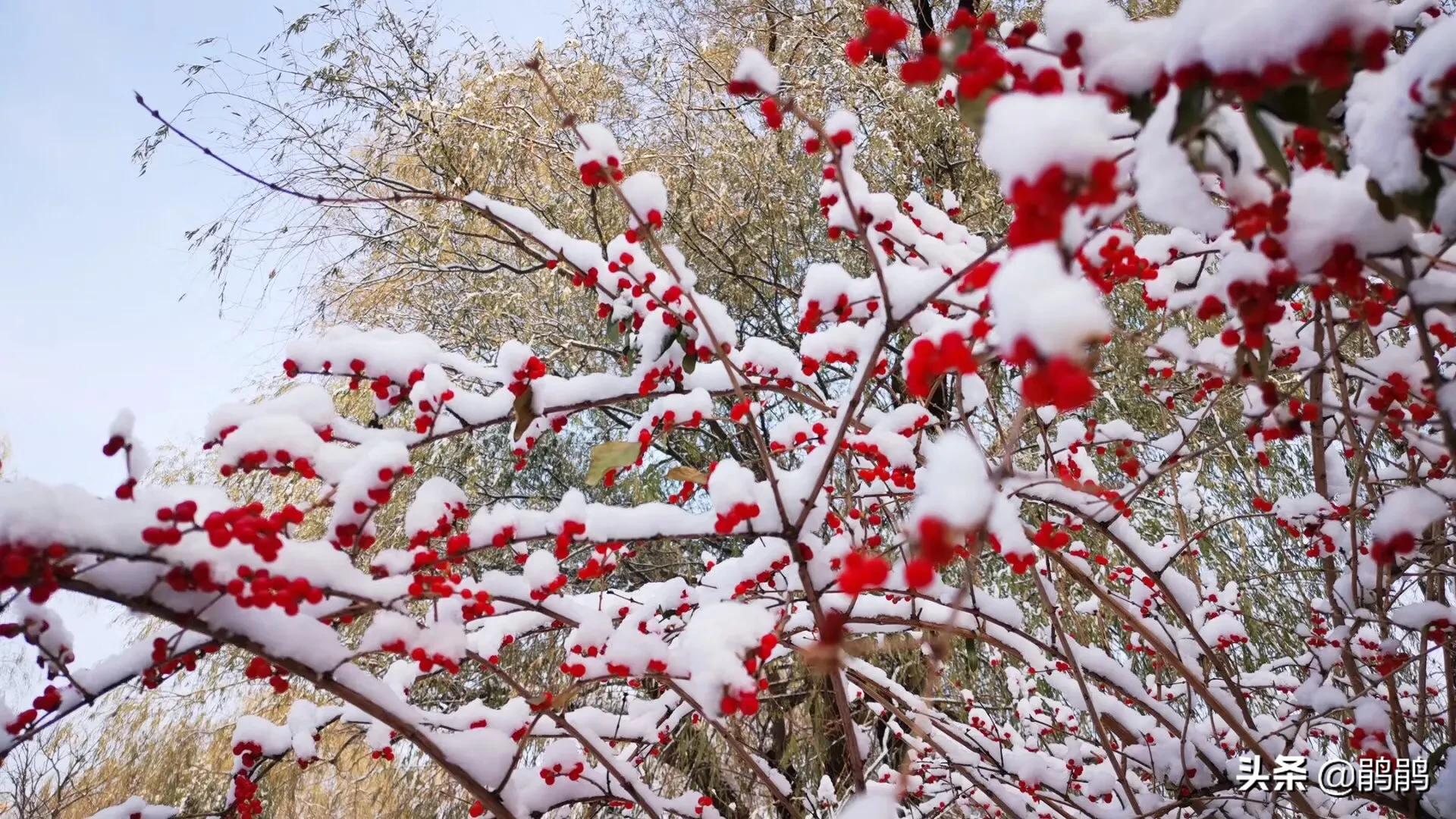 北京明天迎初雪,北京明天迎初雪图片 北京明天迎初雪,北京明天迎初雪图片