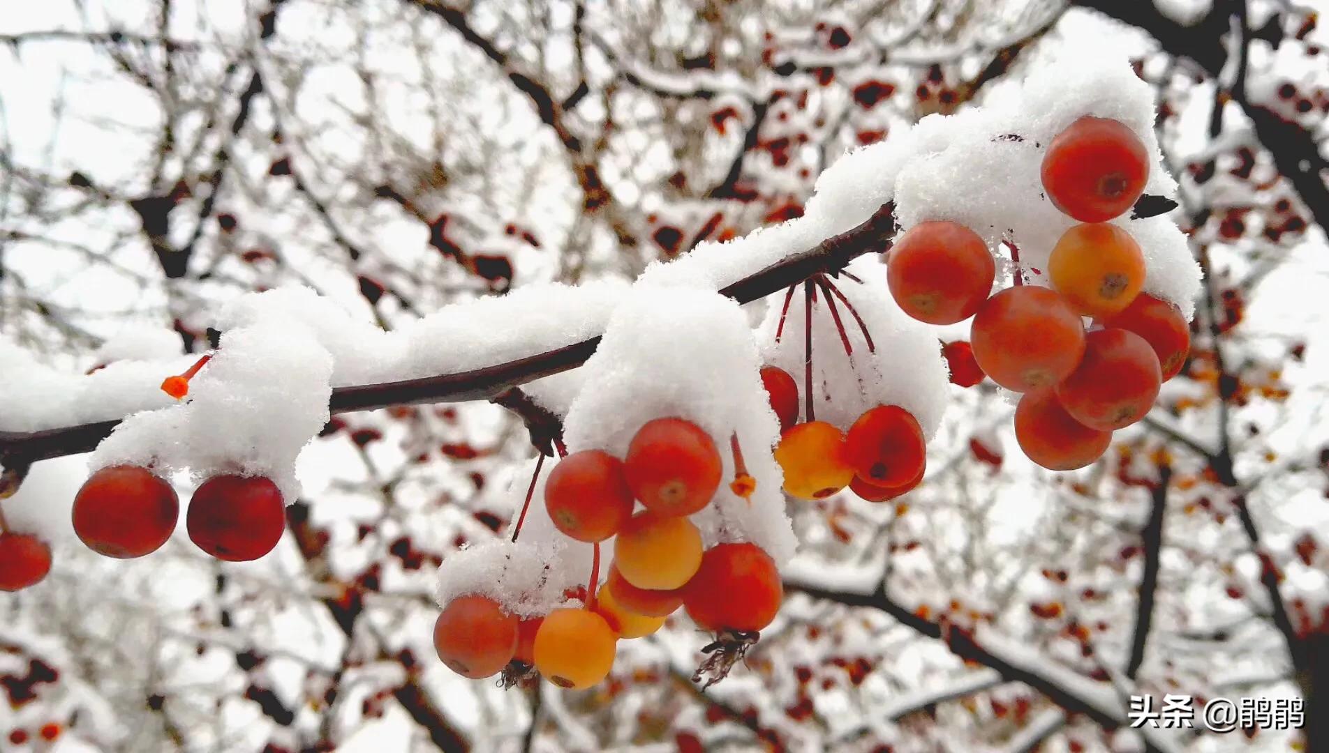 北京明天迎初雪,北京明天迎初雪图片 北京明天迎初雪,北京明天迎初雪图片