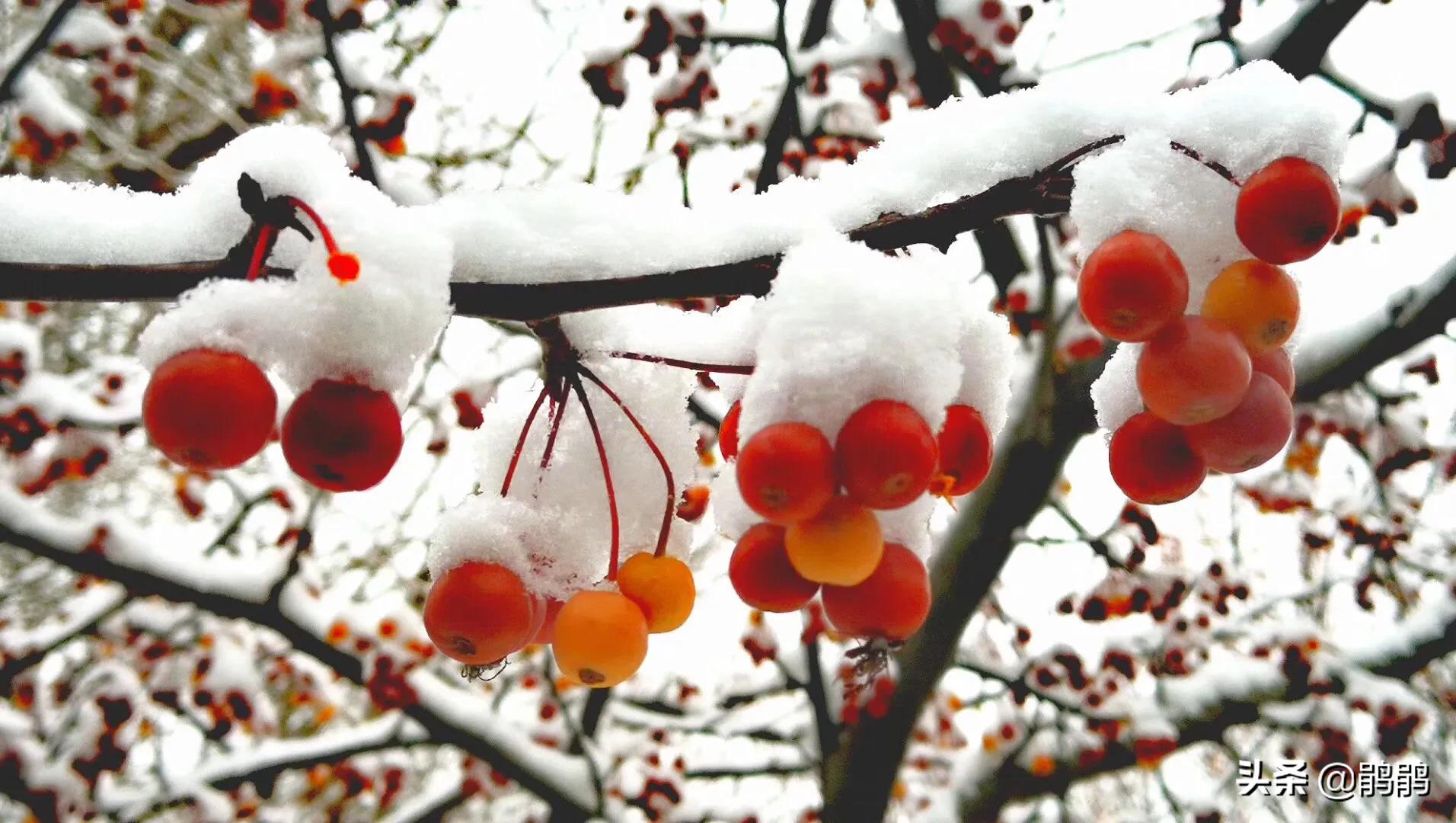 北京明天迎初雪,北京明天迎初雪图片 北京明天迎初雪,北京明天迎初雪图片