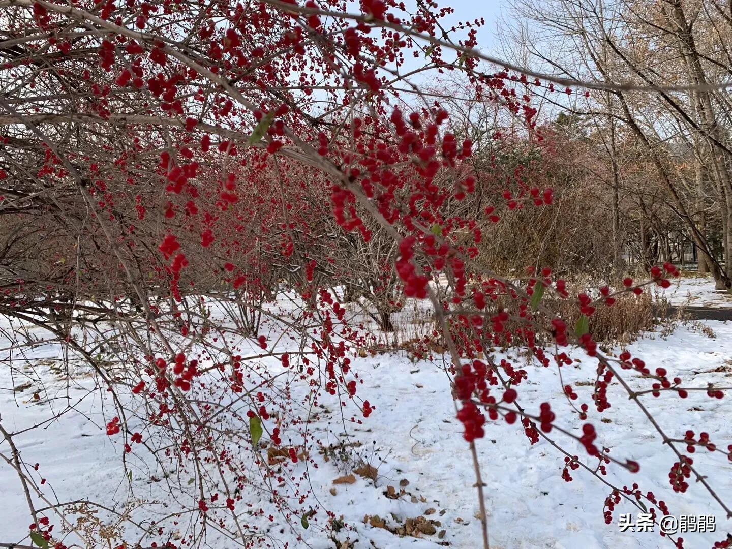 北京明天迎初雪,北京明天迎初雪图片 北京明天迎初雪,北京明天迎初雪图片