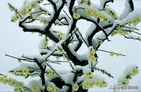 北京明天迎初雪,北京明天迎初雪图片 北京明天迎初雪,北京明天迎初雪图片