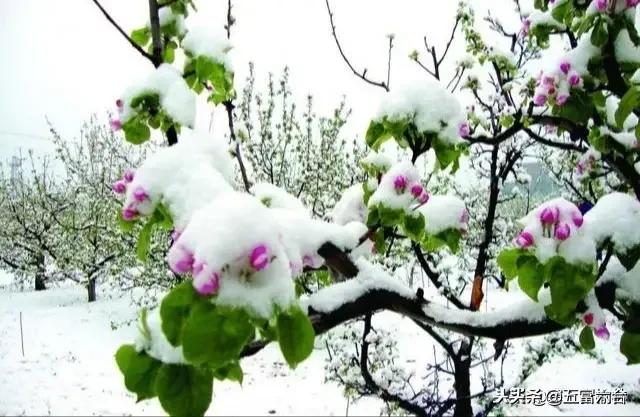 北京明天迎初雪,北京明天迎初雪图片 北京明天迎初雪,北京明天迎初雪图片