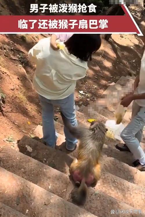 猴打架致胳膊剩骨头,猴打架的图片