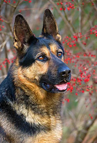 猴打架致胳膊剩骨头,猴打架的图片 猴打架致胳膊剩骨头,猴打架的图片