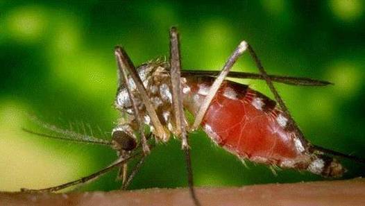 北京雪地上有蚊子爬,北京雪地上有蚊子爬吗