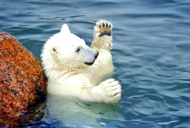 北极熊发生基因突变,北极熊发生基因突变的原因