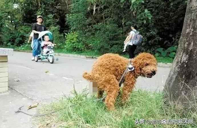 不拴绳遛20多条狗，不拴绳遛20多条狗违法吗