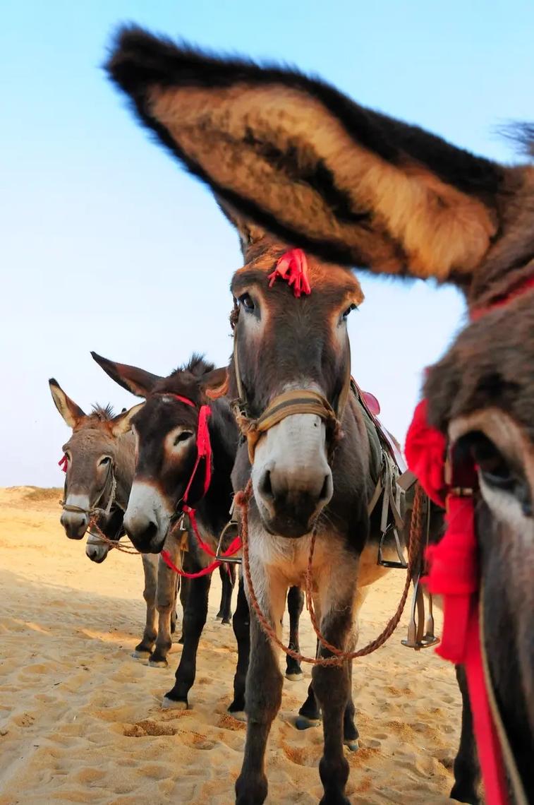 看手机被骡子撞下山，看手机被骡子撞下山的电影