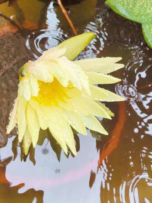 少年种出冠军睡莲，