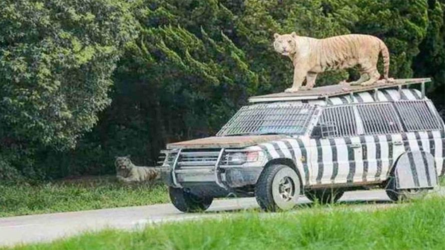 男子夜驾遇老虎巡街，男子夜驾遇老虎巡街视频