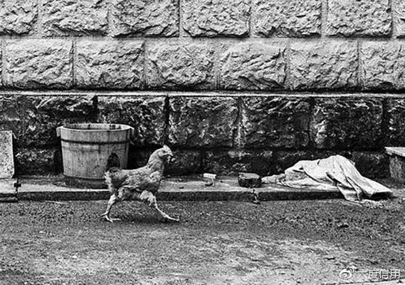 别墅遭侵占养鸡鸭，别墅养鸡合法吗