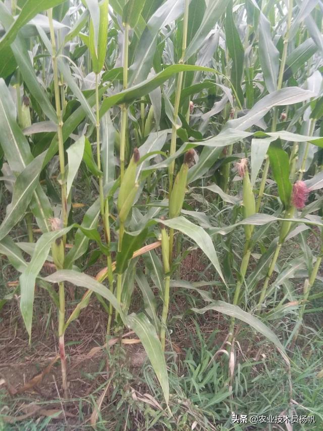 育补发放超2400万人，发放育儿补贴