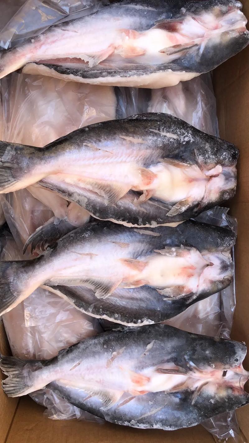 东北冰墙冻满鱼，东北冰鱼是什么鱼