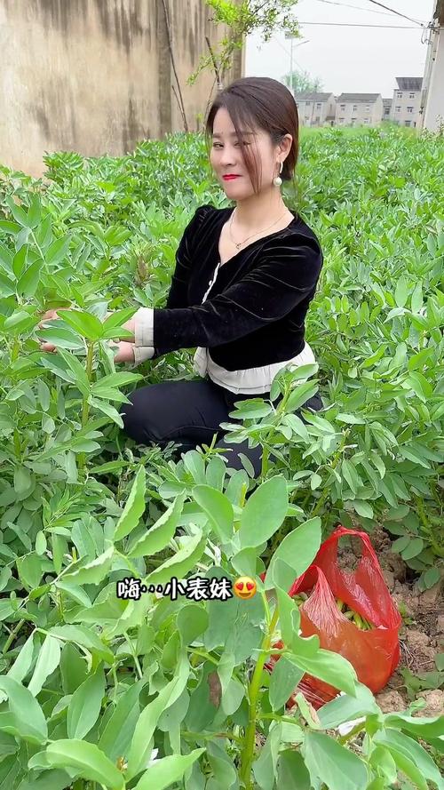 吃120天蚕豆鱼变脆，吃120天蚕豆鱼变脆怎么回事