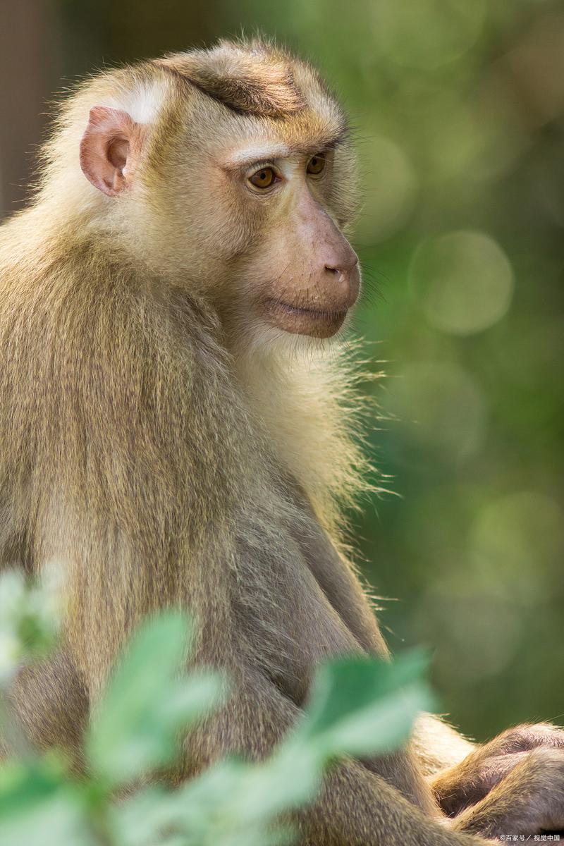 农户作物被猴偷吃，猴子偷东西吃