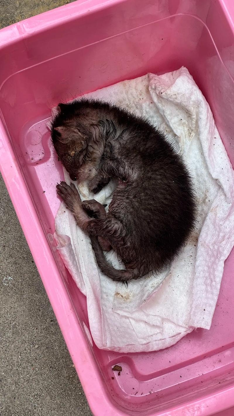 被当流浪猫反复被救，被当流浪猫反复被救怎么办